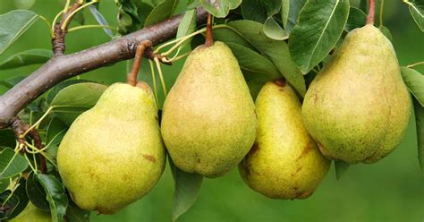 11 of the Best Fruiting Pear Varieties | Gardener’s Path