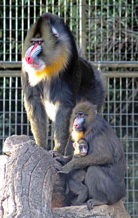 Mandrill Baboon