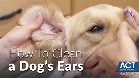 Cleaning A Dog's Ears - Veterinary Training - YouTube