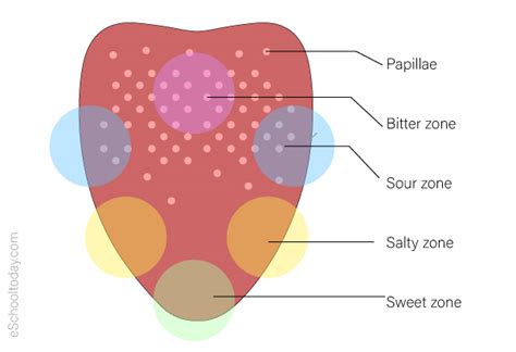 The sense of taste – Eschooltoday