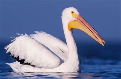 American White Pelican - NDOW