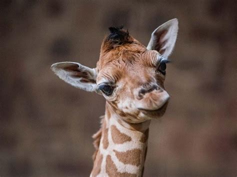 It’s a girl! Chester Zoo’s new baby giraffe has been named | Shropshire ...