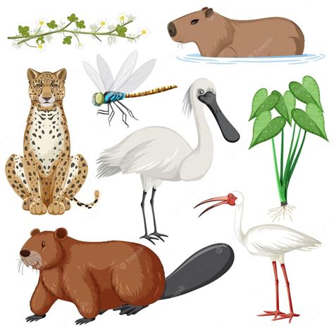 Free Vector | Various wetland animals collection