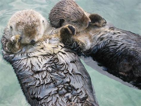 Ever Seen Otters Holding Each Others Hands? There You Go!