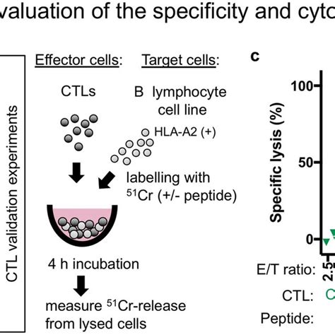 Evaluation of the specificity and cytotoxic properties of CTL clones a ...