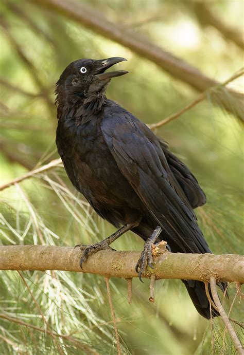 Crow (Australian Aboriginal mythology) - Wikipedia