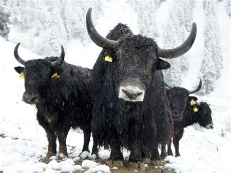 What Is The Difference Between Cattle, Bison, Buffalo, And Yak? (In ...