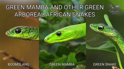 Green Mamba Snake Bite