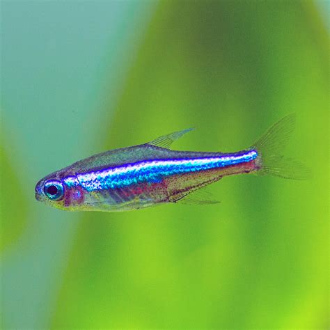 Green Neon Tetra | Paracheirodon Simulans - Flip Aquatics