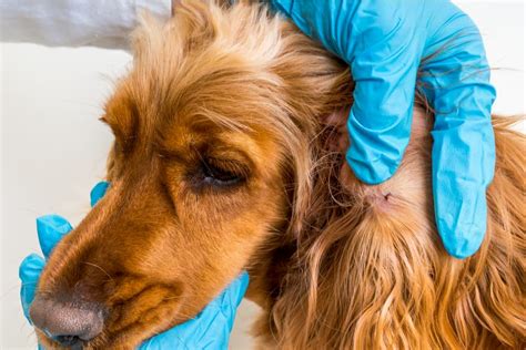 5 Tick Removal Tools (and How to Use Them) | Great Pet Care