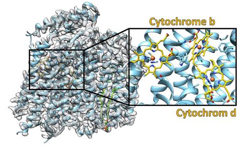 Structure of the Cytochrome bd [IMAGE] | EurekAlert! Science News Releases