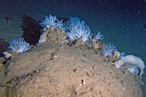 The Secret World of Deep Sea Corals - Schmidt Ocean Institute