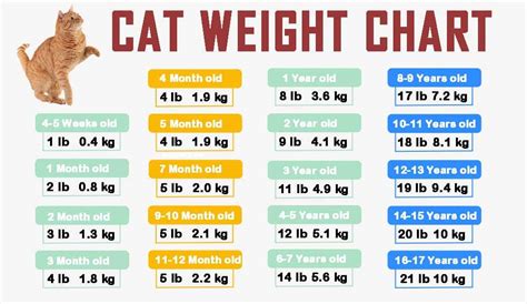 Cat Weight Chart By Age & Height In Kg, Ibs ⚖