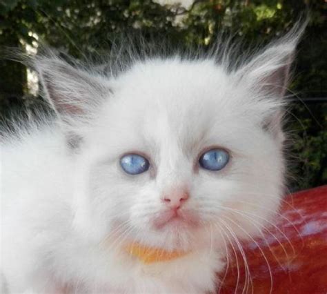 RAGDOLL KITTENS Blue Eyed Angel Faces w/ Bunny Soft Fur to for Sale in ...