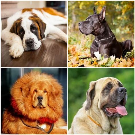 Top 13 Perros Más Bonitos del Mundo (Chicos, Medianos, Grandes) -Fotos