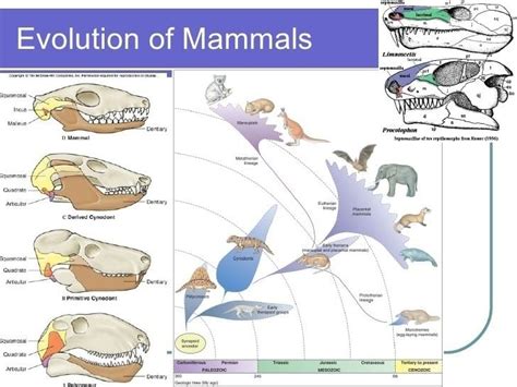 Evolution of mammals - Alchetron, The Free Social Encyclopedia