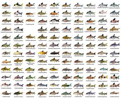 CHART SHOWING ALL VARIETIES OF CORYDORAS CATFISH | Aquarium fish ...