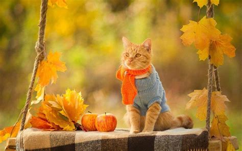 Fall Cat Wallpapers - Top Free Fall Cat Backgrounds - WallpaperAccess