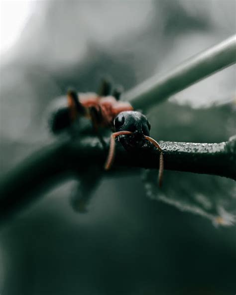 An Ant in Macro Shot Photography · Free Stock Photo