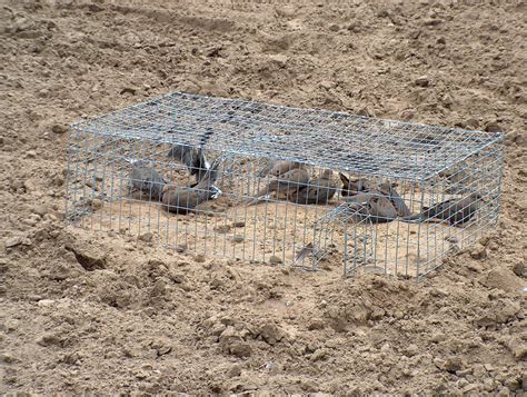 Doves | Doves trapped in preparation for a banding on the Jo… | Flickr