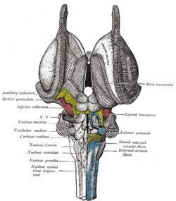 Vestibular nuclei