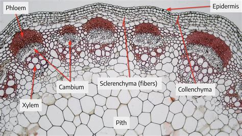 Woody Dicot Stem Diagram