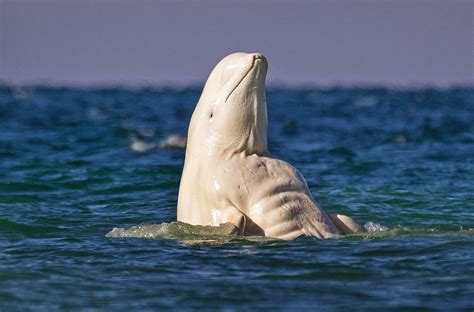 This strangely buff beluga whale has a better six pack than you ...