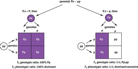 Figure 12.7. Test Cross An organism with an unknown genotype is crossed ...