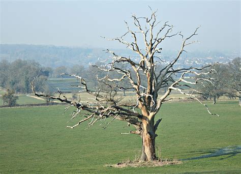 2008 : Dead oak tree, Kelston Park © Maurice Pullin cc-by-sa/2.0 ...