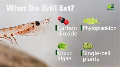 What Do Krill Eat? Food for Tiny Crustaceans - A-Z Animals