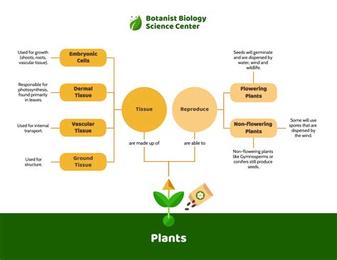 Premium Plant Biology Concept Map Template - Venngage