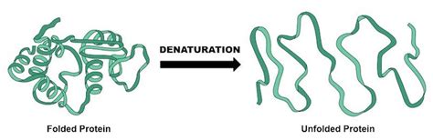 What is Protein Denaturation? – Naked Nutrition