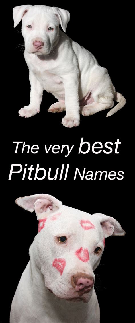 358 Classic to Unique Pitbull Names for your Perfect Puppy