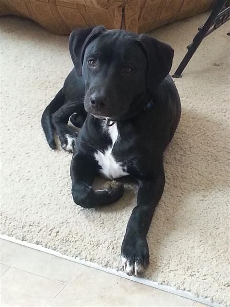 petdetail - Petfinder | Pitbull mix puppies, Lab mix puppies, Black ...