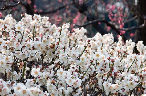 White Plum Blossoms