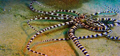 20 Incredible Facts About Mimic Octopus: Majestic Shapeshifter Of The ...