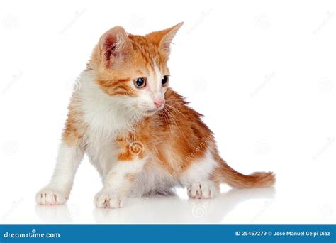 Adorable Little Cat Crouching Stock Image - Image of crouching, mammal ...