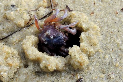 Sand crab burrowing back into hole | Alfred Sin | Flickr