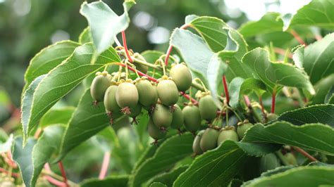 MiniKiwi fruits fast growing - MiniKiwi Farm