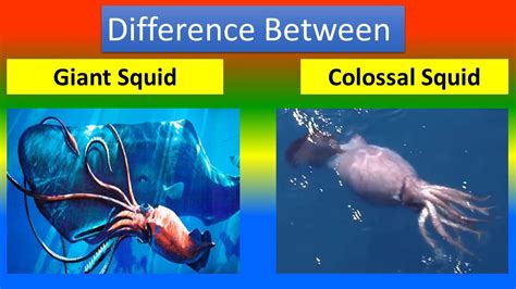 Colossal Squid Vs Giant Squid