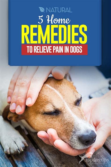 What Is A Natural Pain Reliever For Dogs