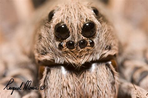 Spider eyes- Wolf Spider | Taken with mp-e at 3x I did list … | Flickr