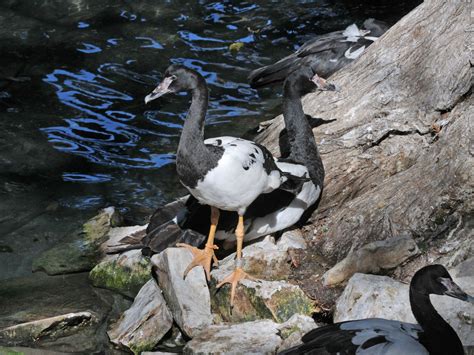 The Online Zoo - Magpie Goose