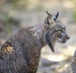 Iberian lynx | species data, conservation - BigCatsWildCats