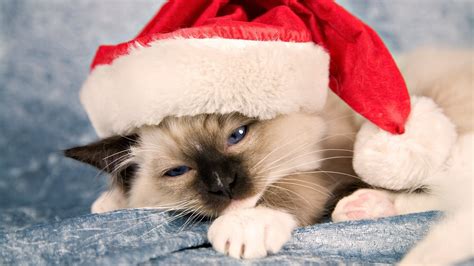 Christmas kittens wallpaper wallpapersafari