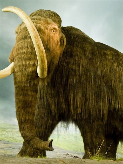 Woolly Mammoth Compared To Elephant Size