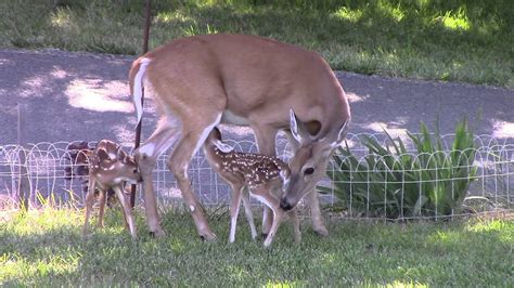 Twin Whitetail Fawns - YouTube