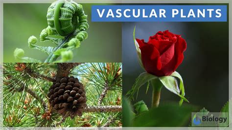 Vascular plants Definition and Examples - Biology Online Dictionary