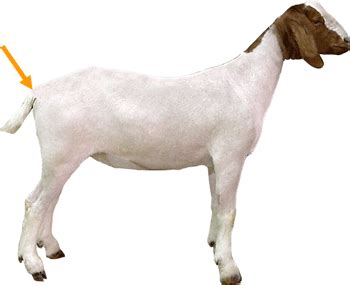 Goat Discovery - Parts - Tail Head | Animal & Food Sciences