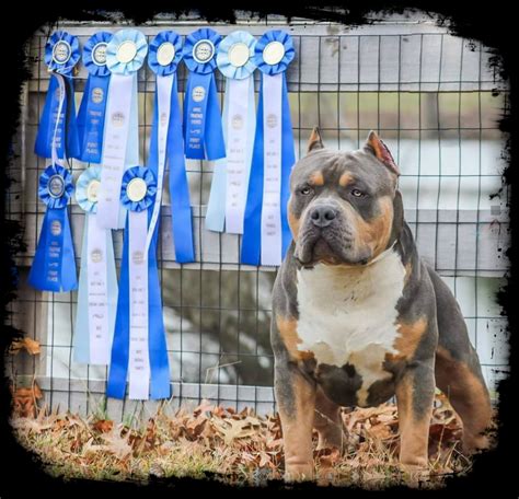 XL AMERICAN BULLY BREEDERS IN FLORIDA ⋆ Florida State Bullys